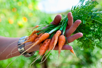 Vegetarianismo-gastronomia-