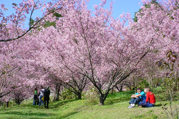 FestadaCerejeiraemFlor