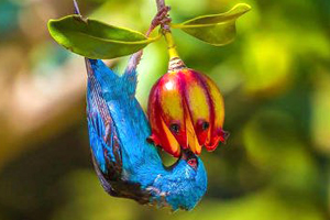 Aves_ParqueBrasilia